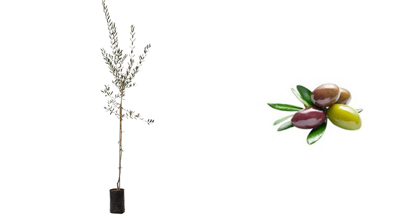 Pianta di olivo Leccino in fitocella alto 120-130 cm - Savini Vivai